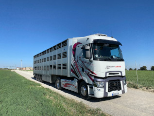 Camión para transporte nacional de ganado ovino y terneros en Lérida y Zaragoza