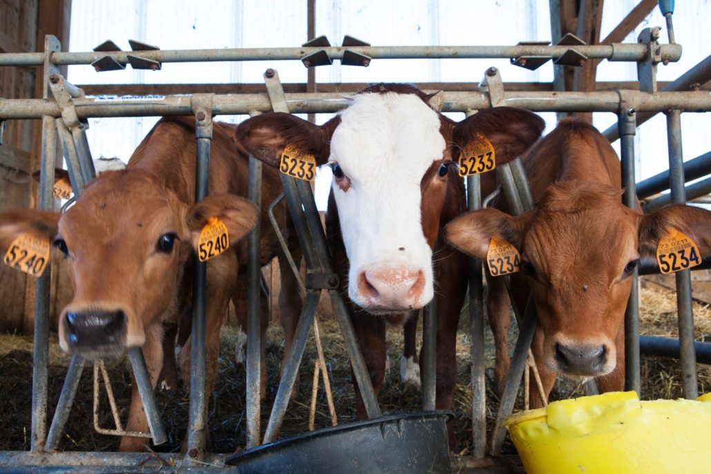 Camión frigorífico para transporte de carnes y productos cárnicos en Zaragoza