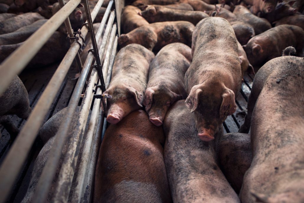 Interior de camión frigorífico higienizado para transporte de carne y productos frescos