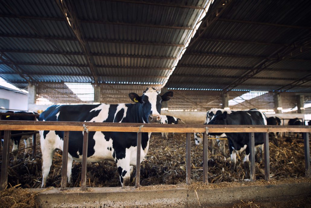 Vehículo pesado con certificación térmica para transporte urgente de carnes